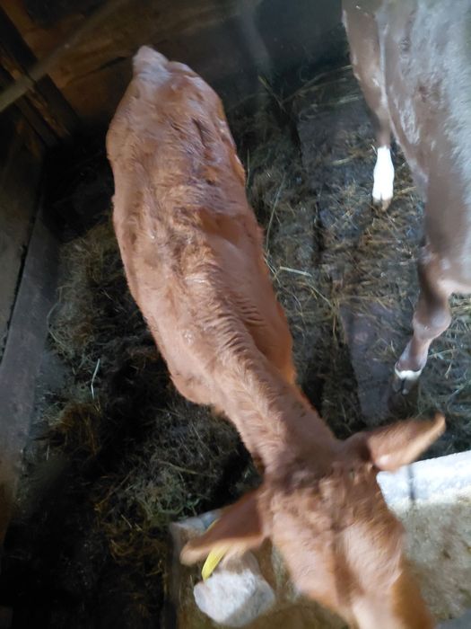 Продам тёлочку 2 месяцев