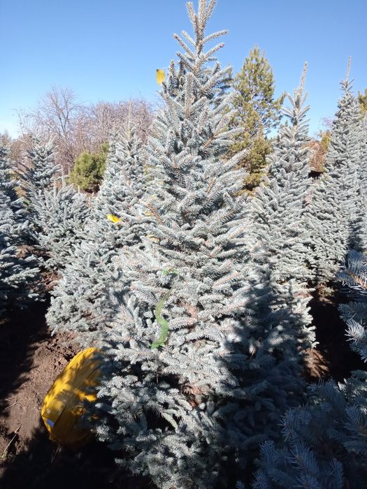 Голубые елки формированные