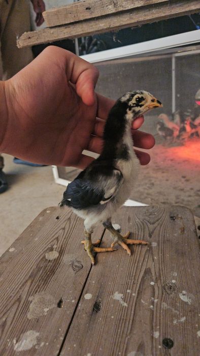 Дакан шөже корейский