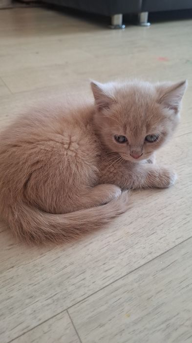 Отдам  котёнка бесплатно