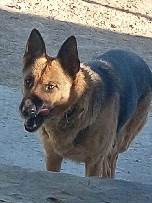 Гарартия немыс овчарка