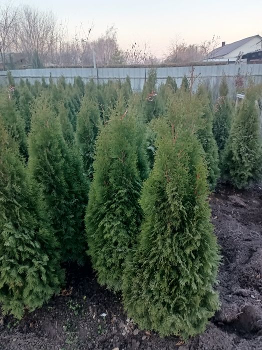 Продажа хвойных пород