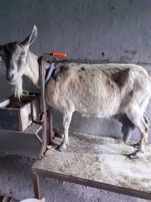 Продам дойную козу.