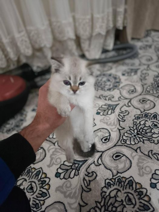 Shinshilalar sotiladi 2dona qorasi va oq ikkalasi teng bir xil