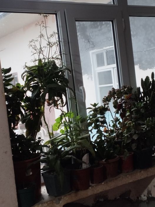 Продаётся комнатную цветы