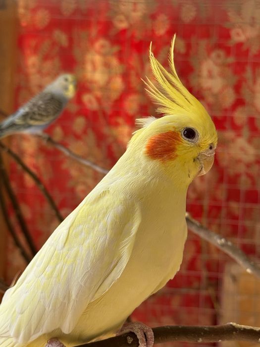 Корелла_Самка (мода-ургочи)