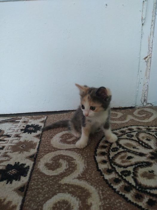 Отдадим котят в хорошие руки.  Котята домашние, в еде не привередливые