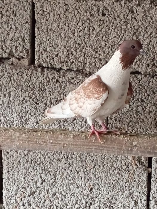 Птица на продажу