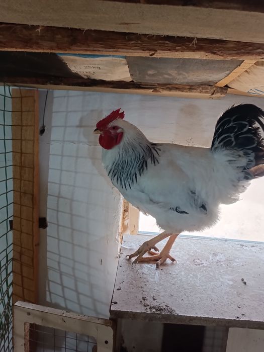 Петухи, қораздар