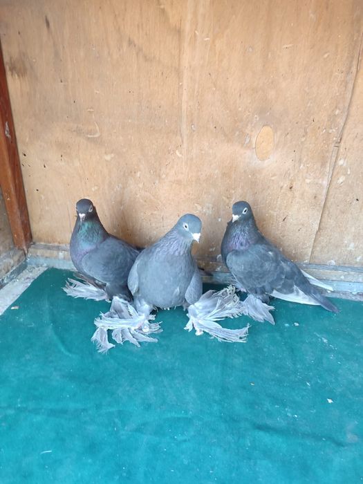 Продам голубей молодежь 2025 года