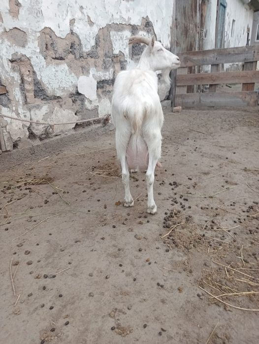 Продаётся овца с  козлятами