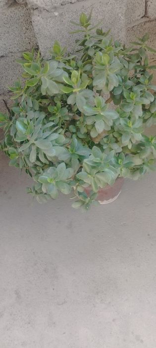 Sotiladi gullar  srochna