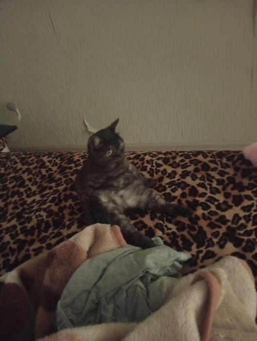 Кошка, Американская ренгтейла