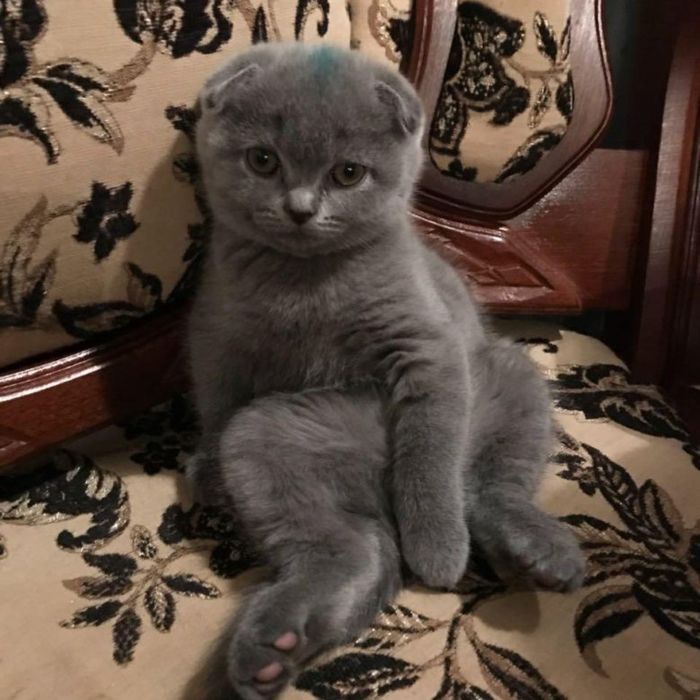 Шотландские малыши вислоушки