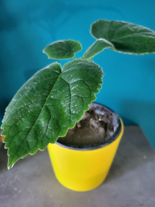 Продавам Изумрудено дърво в кашпа – подходящо за жив подарък