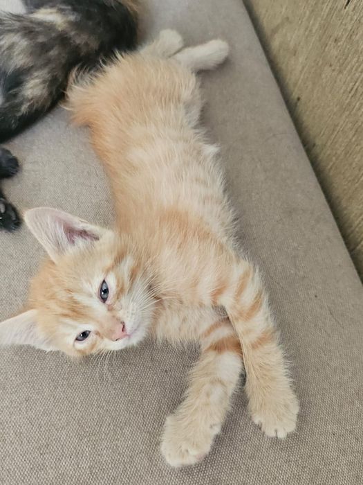 Отдам котят в хорошие руки