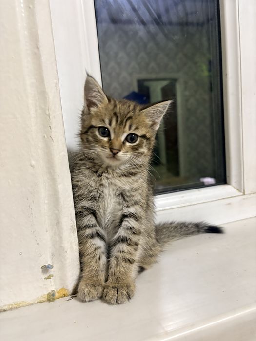Котята бесплатно отдам