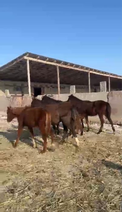 Ургашы еркек тайлар сатылады