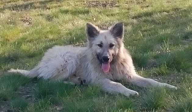 Подарявам уникално куче