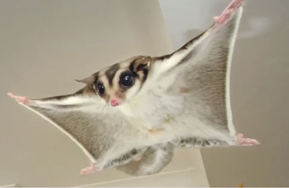 Белка летяга в полете фото Белка летяга в полете фото