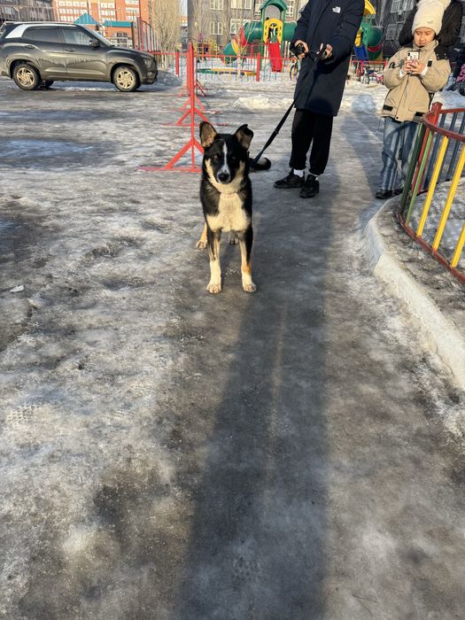 Щенок кобеля ищет дом!