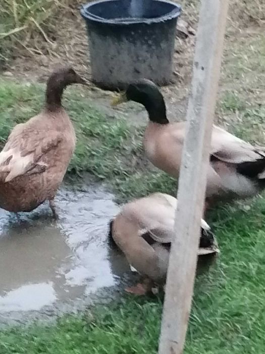 Vând ratoi khaki campbell