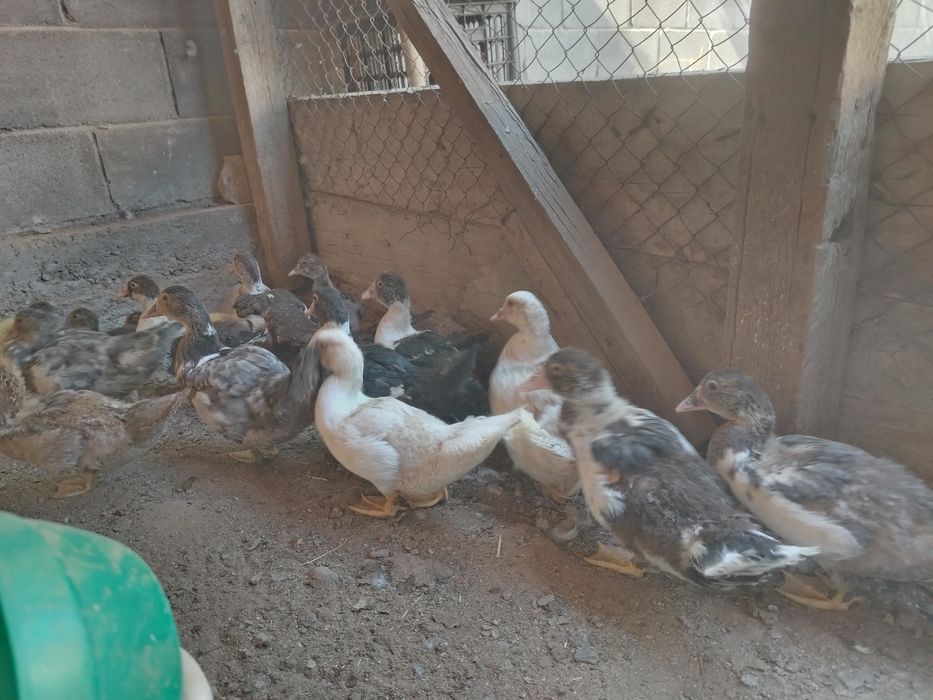 Продам индоутят индоутки