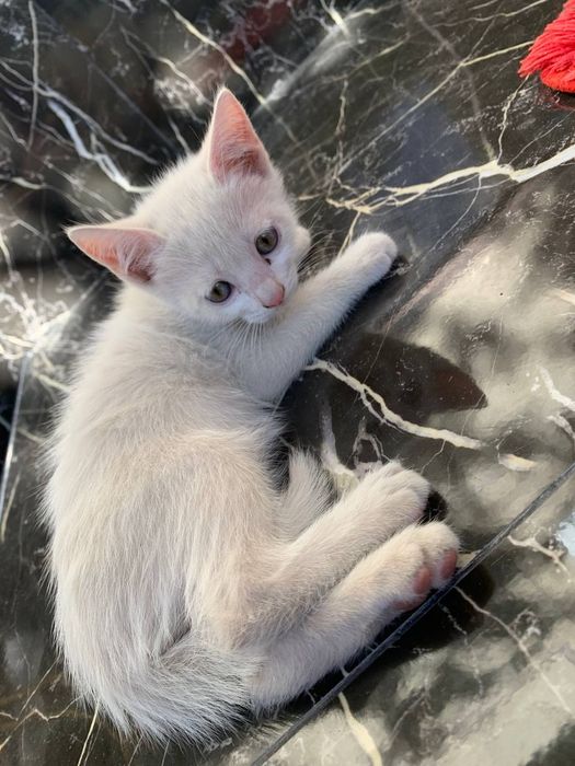 Котята/ mushukchalar/ kittens