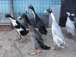 Vand rate alergatoare indiene