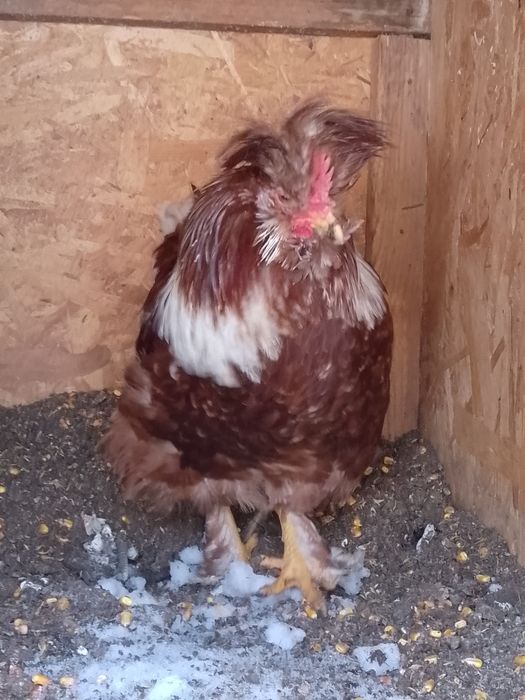 Strumsky moțate cocoș!!!