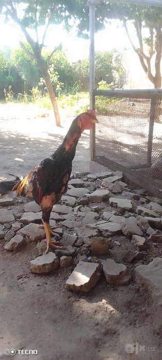 Dakan xoroź sotiladi