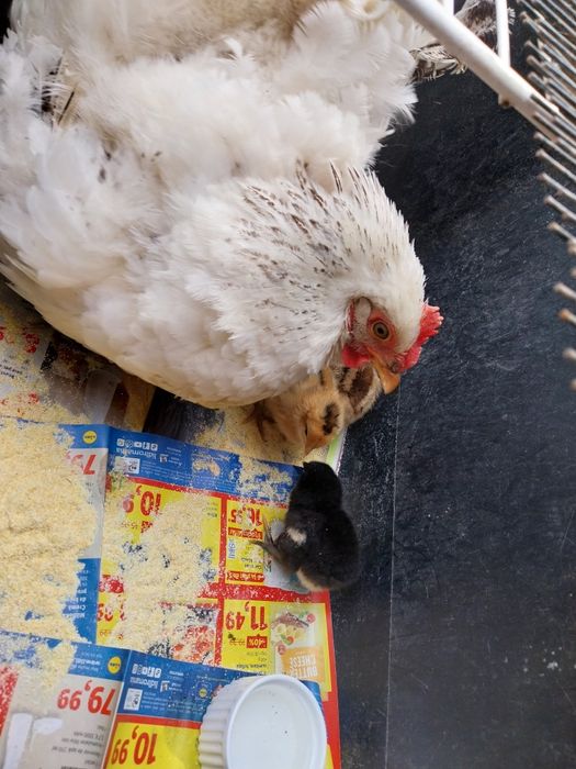Closcă cu pui de casă de vanzare