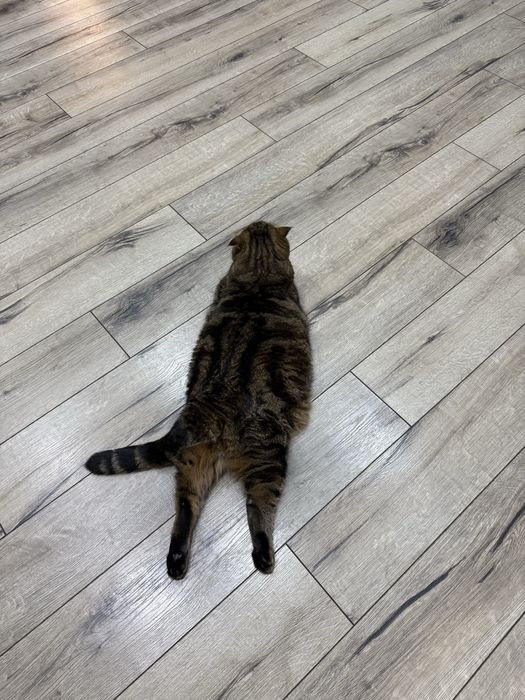 Отдам шотландскую кошку