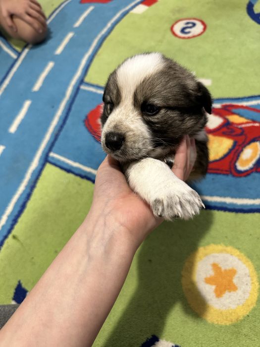 Отдам щинят ( мама Лайка папа немец)