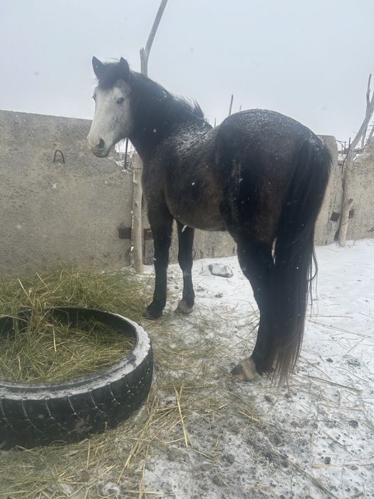 Жылқы Айғыр сатылады