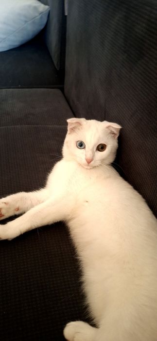 Отдам кота даром