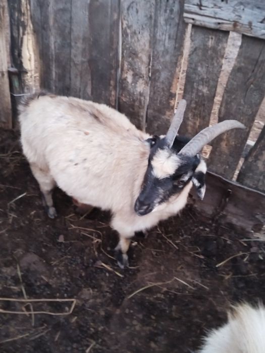 Ешкілер сатылады