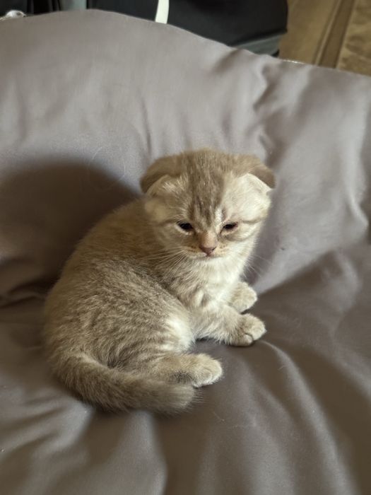 Котята кошки мысык