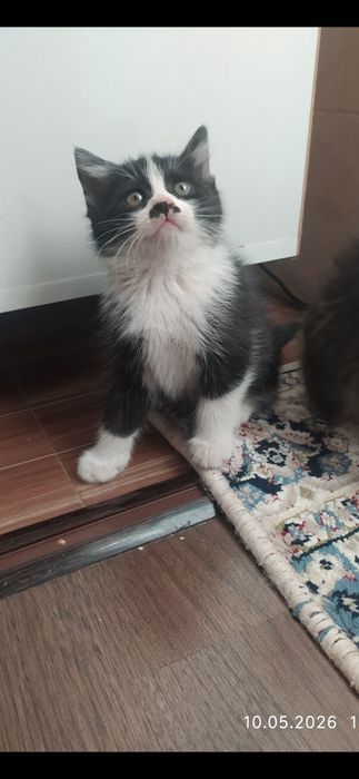 Мушуклар (Котята)