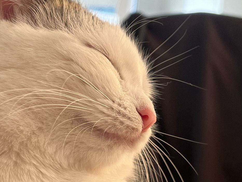 отдадим в хорошие руки