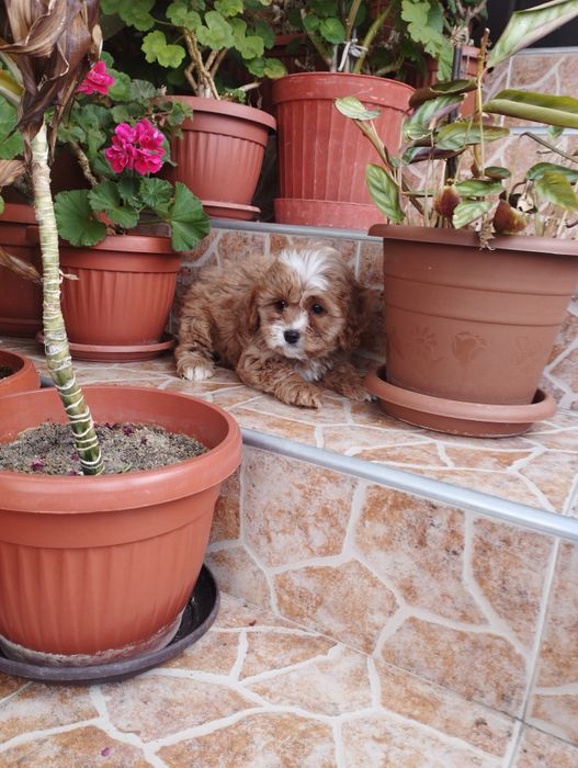Кавапу Cavapoo .