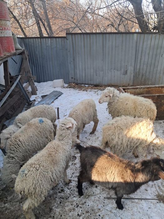 Тоқтылар,лақтар сатылады