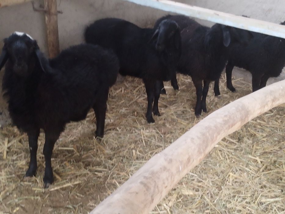 Qõchqorlar sotiladi