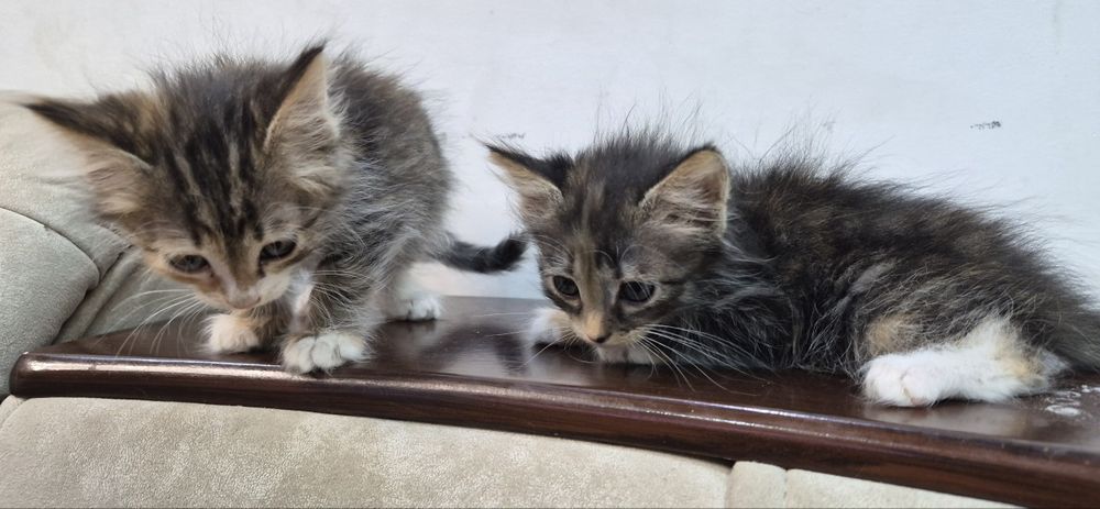 Котята 2,5 месяца отдам в добрые руки