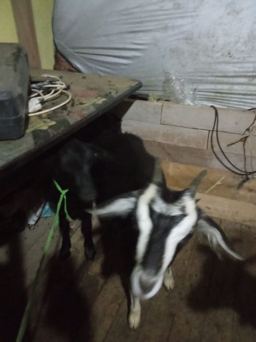 Продаются козы дойни