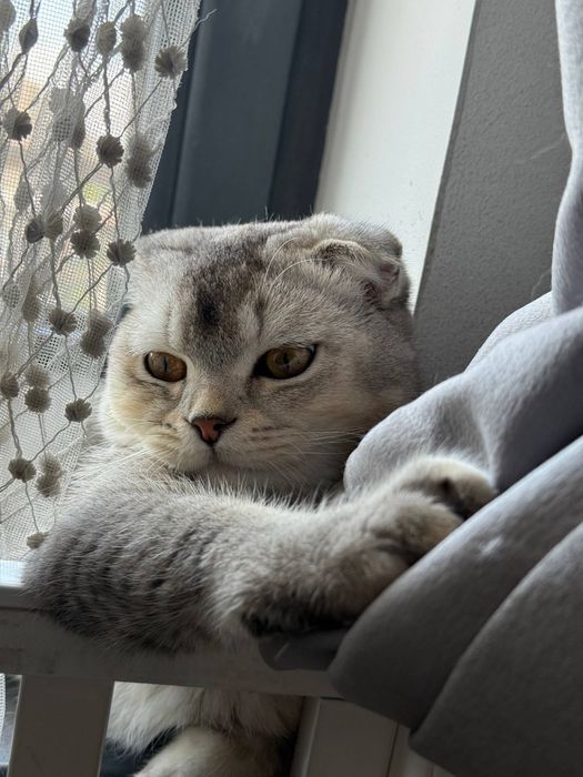 Срочна продается Скоттиш Фолд