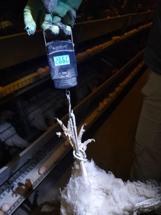 Куры несушки 1400