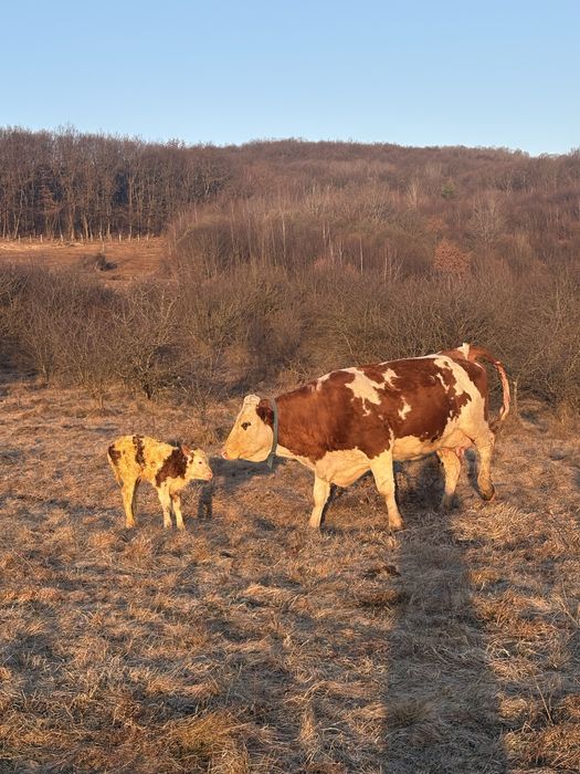 De vanzare vaca tanara Ocazie