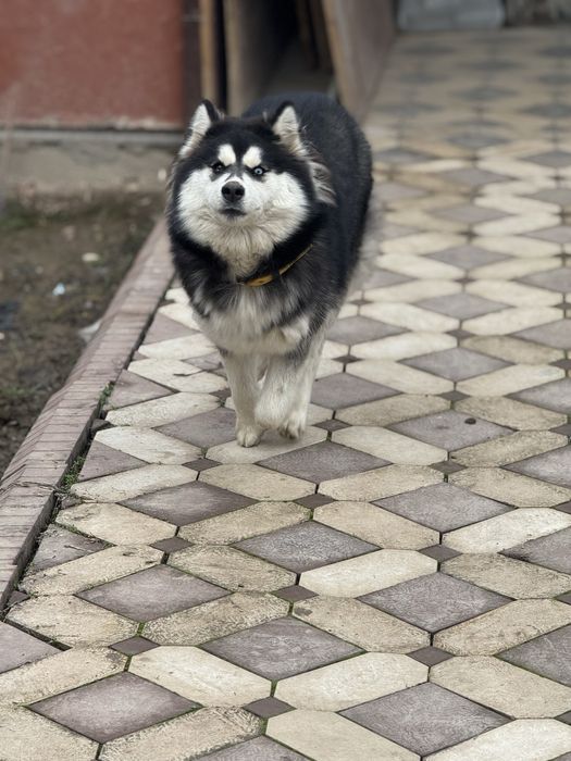 Собака хаски 8 месяц