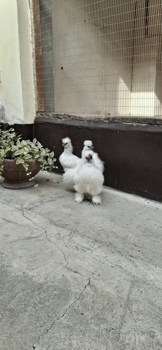 Шолк товуклар сотилади 1+2.